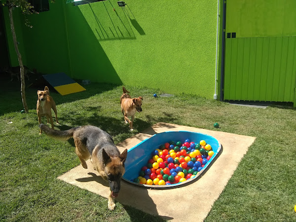 Foto 2 Pet Relax - Creche, banho e tosa.