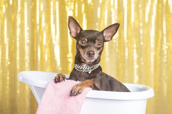 Foto 1 Chikinha's Petshop