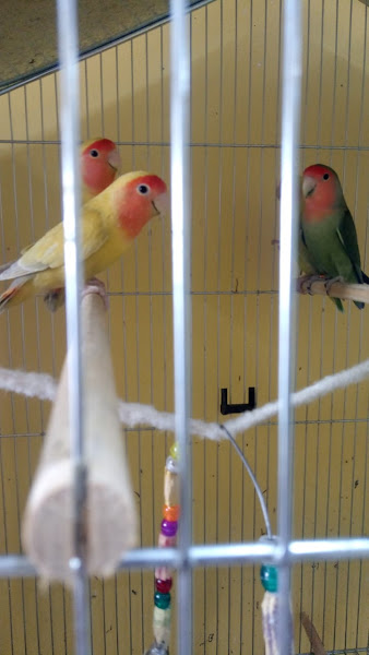 Foto 5 Chikinha's Petshop Foto 5 Chikinha's Petshop