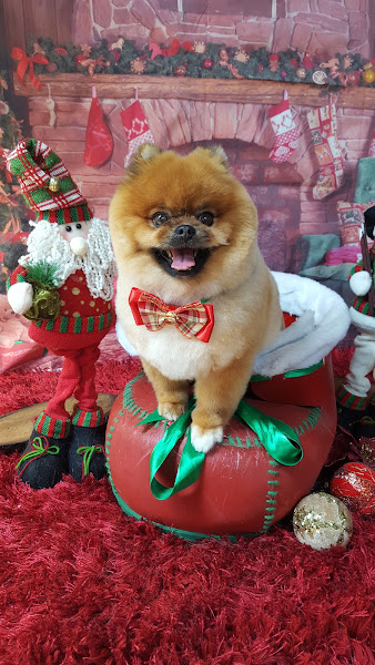 Foto 1 Pet Shop Mon Petit