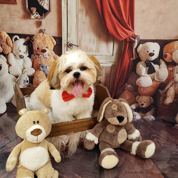 Foto 3 Pet Shop Mon Petit