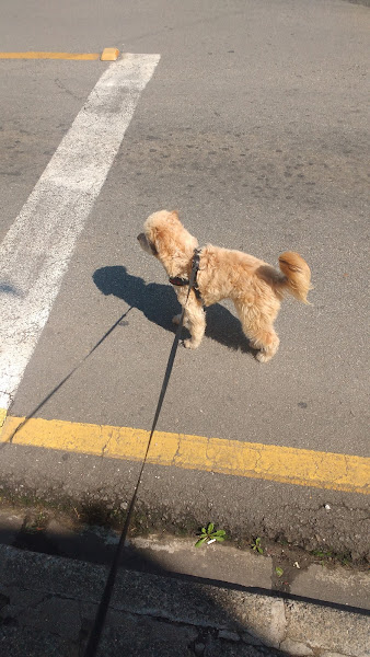 Foto 3 Pet Shop Rissi