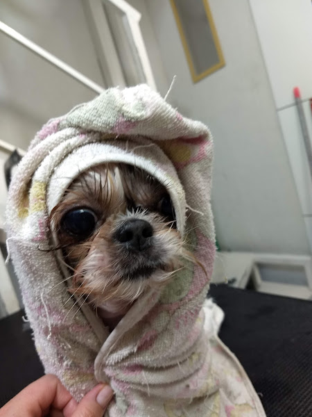 Foto 4 Pet Health Torres