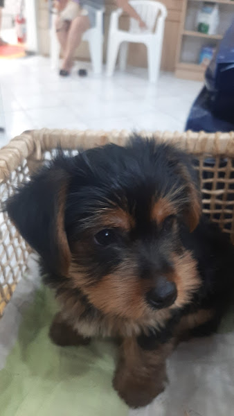 Foto 5 Pet Health Torres