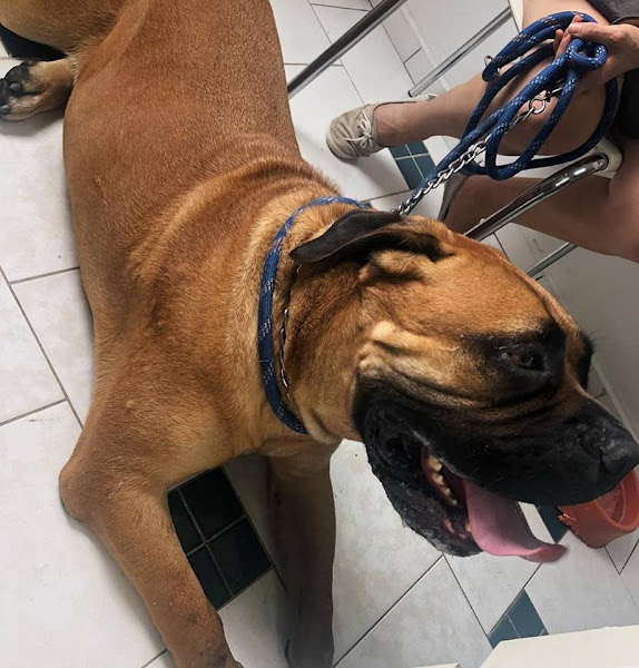 Foto 1 Clínica Veterinária Farol