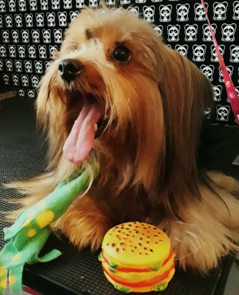 Foto 0 Meu Pet Cãopanheiro