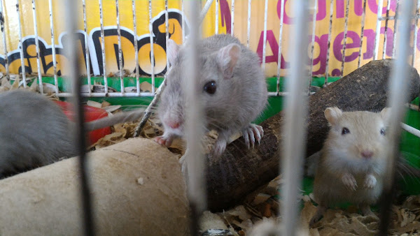 Foto 0 RANCHO VERDE RAÇÕES