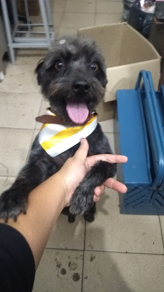 Foto 4 Pet Shop Toca do Bicho - Vila Operária