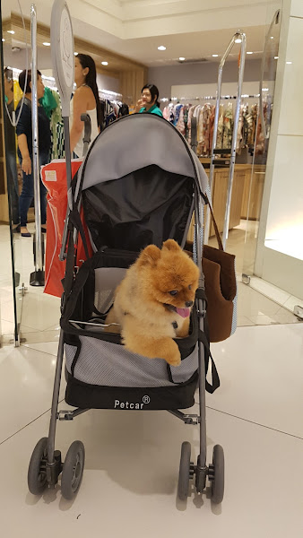 Foto 3 De Pets Petshop