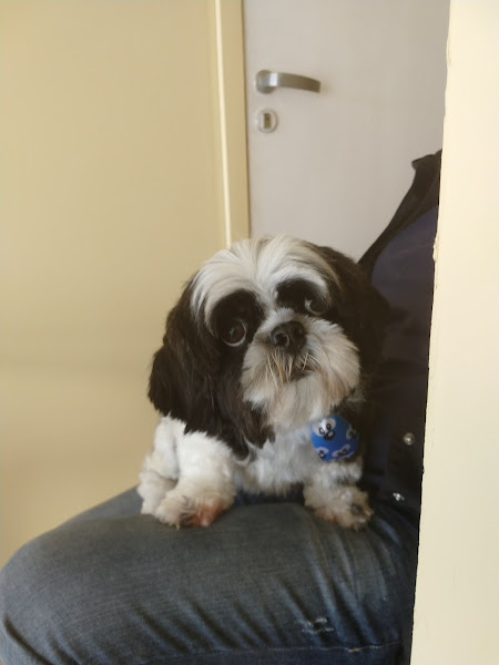 Foto 0 Cantinho do Pet Estética Animal Pet Store