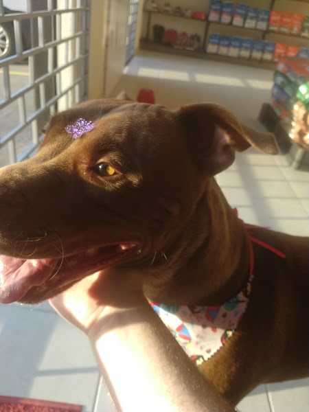 Foto 1 Cantinho do Pet Estética Animal Pet Store