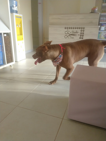 Foto 3 Cantinho do Pet Estética Animal Pet Store