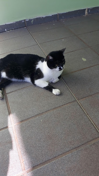 Foto 1 CLINIVET - CLÍNICA VETERINÁRIA