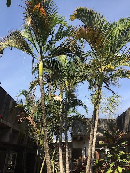 Foto 2 Complexo Hospitalar Prefeito Edivaldo Orsi Foto 2 Complexo Hospitalar Prefeito Edivaldo Orsi