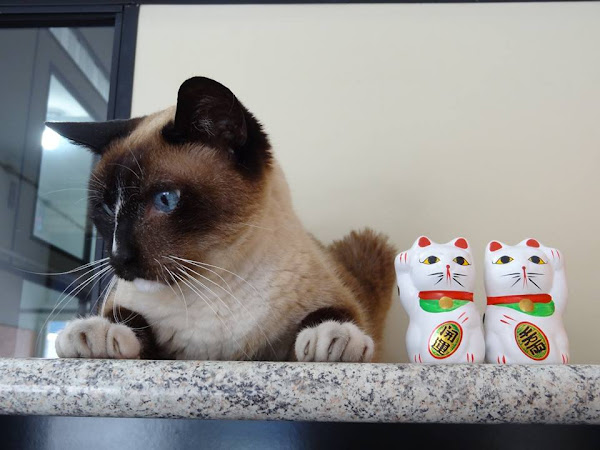 Foto 3 Auto Escola Euzébio