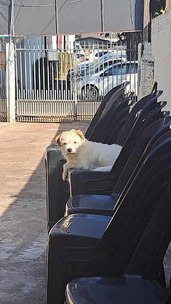 Foto 2 Upvet Manipulação Veterinária