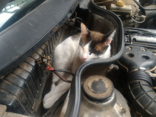 Foto 1 Auto Mecanica Tiede