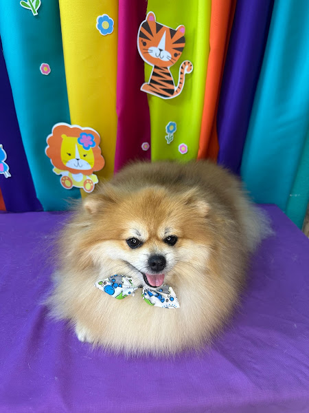 Foto 0 Life Pet Shop Sorocaba