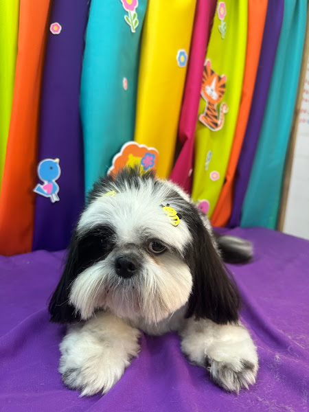 Foto 3 Life Pet Shop Sorocaba