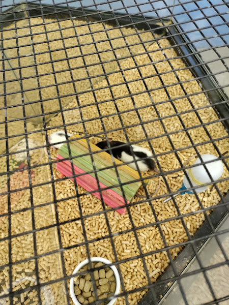 Foto 3 Cobasi Sorocaba Itavuvu