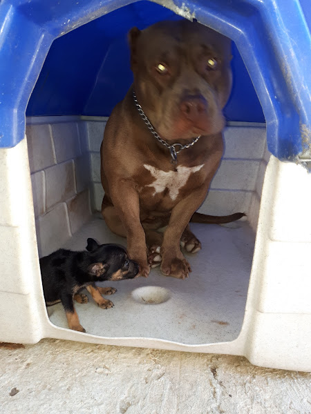 Foto 1 Hipercão Pet Shop