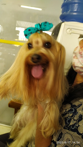 Foto 2 Star Dog Pet Shop