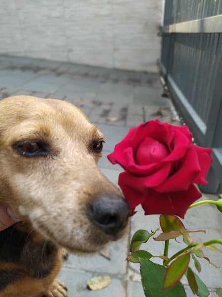 Foto 2 Pet Mendes - Chile