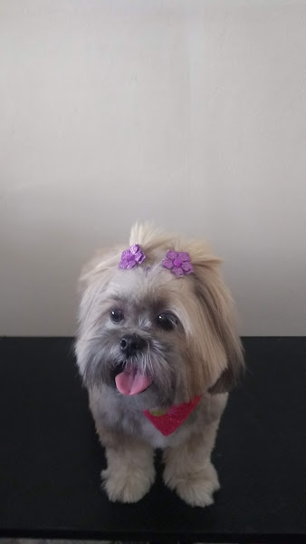 Foto 3 Cão Contente Banho e Tosa