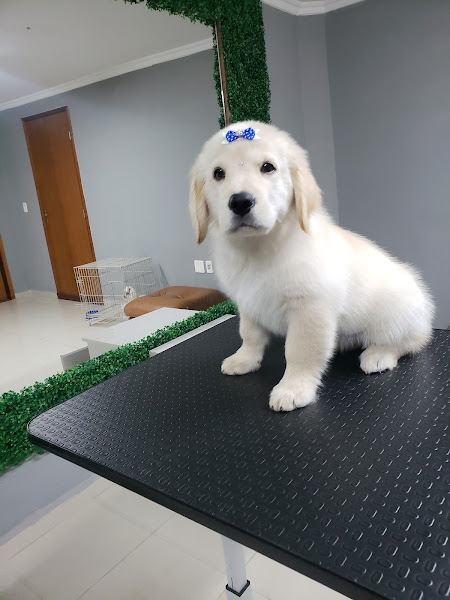 Foto 0 BABY PET STORE