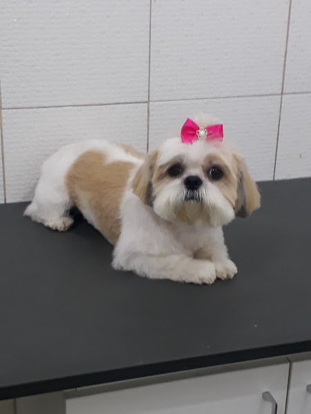 Foto 2 BABY PET STORE