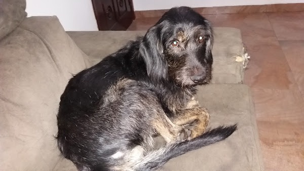 Foto 5 BEM ESTAR ANIMAL PET SHOP