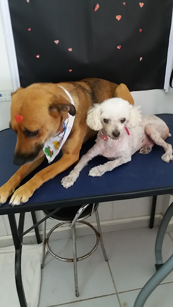 Foto 1 Banho e Tosa Espumacao