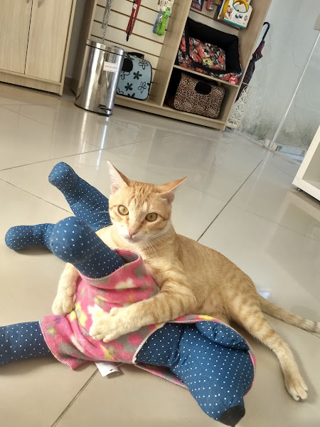 Foto 1 Clinica Nikkey Vet - Cães e Gatos