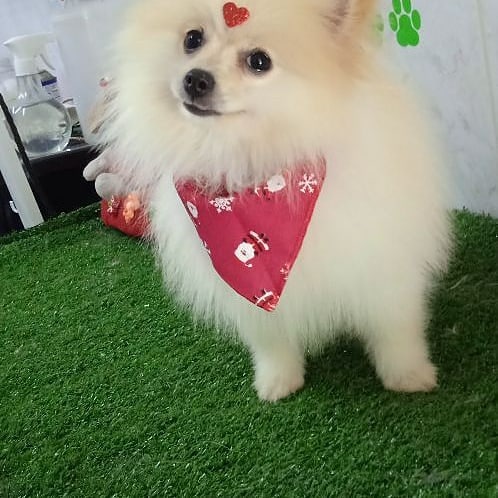 Foto 1 BICHINHO CHIC