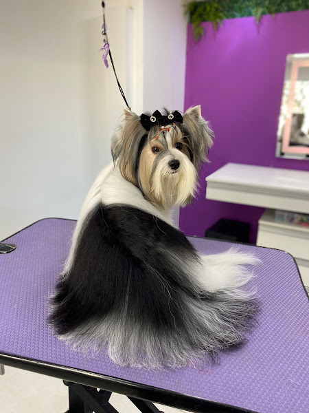 Foto 0 Cãobeleireiro BANHO E TOSA