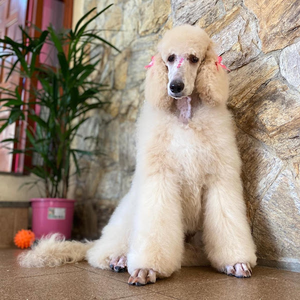 Foto 1 Cãobeleireiro BANHO E TOSA