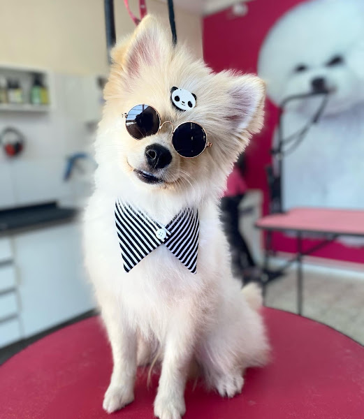 Foto 2 Cãobeleireiro BANHO E TOSA