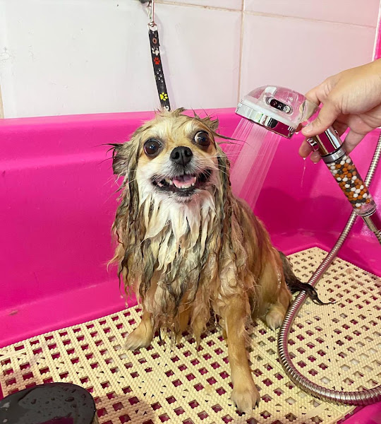 Foto 3 Cãobeleireiro BANHO E TOSA