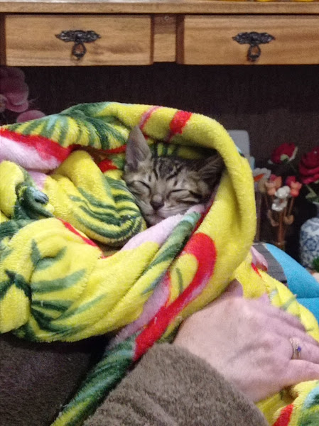 Foto 2 CÃES & GATOS Clínica Veterinária Sorocaba