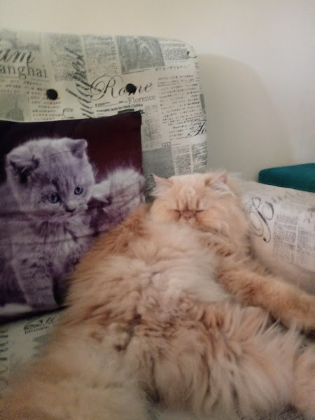 Foto 3 CÃES & GATOS Clínica Veterinária Sorocaba