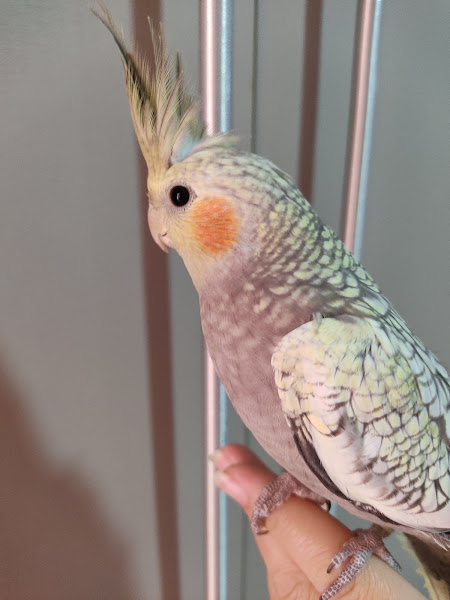 Foto 2 Avicultura do Tóta