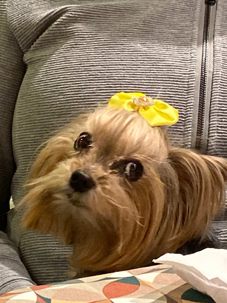 Foto 0 Hospital Saúde Animal