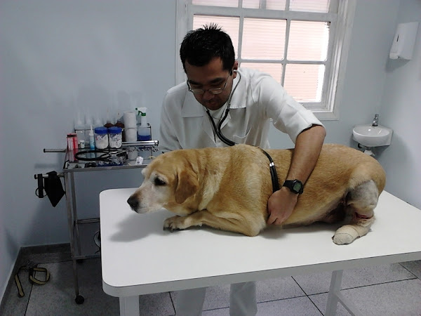 Foto 2 Hospital Saúde Animal