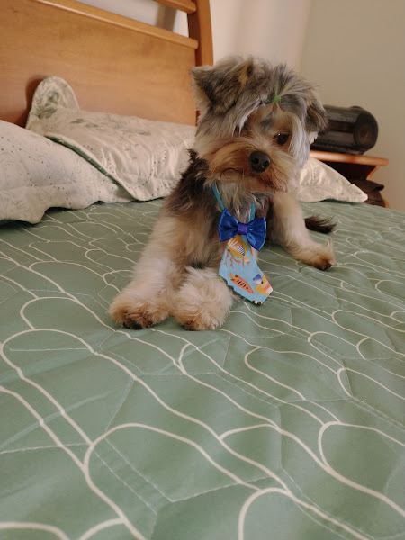 P. A. Vet. - Anjo de Patas P. A. Vet. - Anjo de Patas