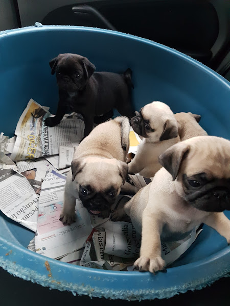 Foto 1 P. A. Vet. - Anjo de Patas