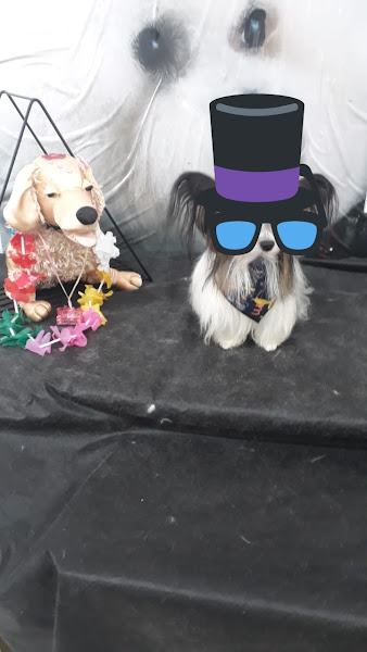 Clinicão Medicina, Saúde e Estética Animal Clinicão Medicina, Saúde e Estética Animal