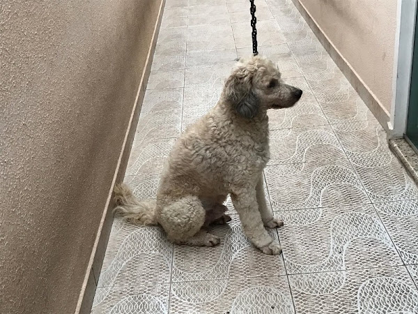 Foto 2 Clinicão Medicina, Saúde e Estética Animal