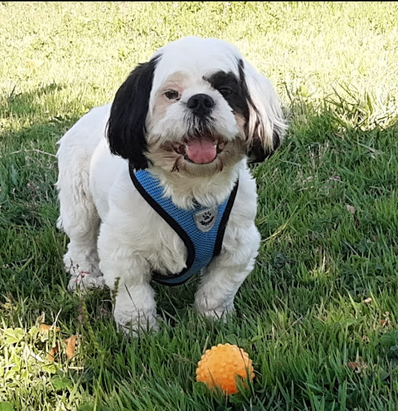 Foto 0 INOVA Hospital Veterinário 24 horas