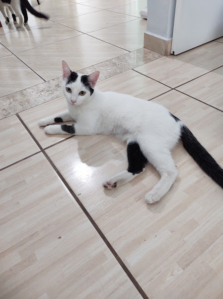 Foto 1 INOVA Hospital Veterinário 24 horas