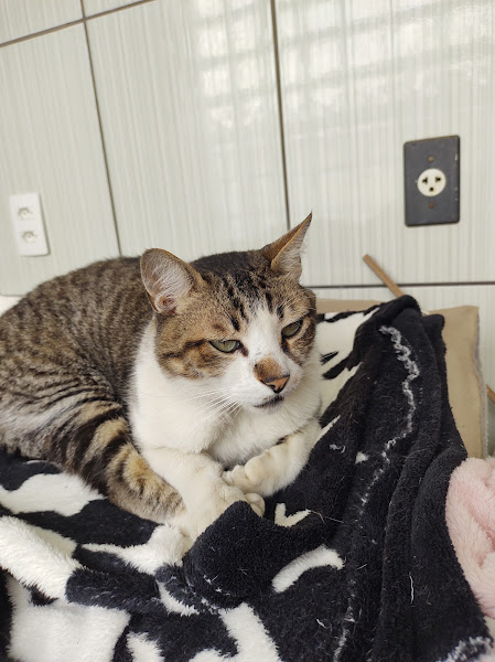 Foto 2 INOVA Hospital Veterinário 24 horas